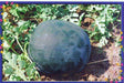 Shaktiman F1 Hybrid Watermelon (Tokita Seeds) - Farmers Stop