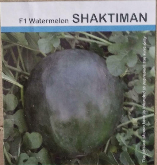 Shaktiman F1 Hybrid Watermelon (Tokita Seeds) - Farmers Stop
