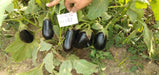 KUBER F1 Hybrid Seedless Brinjal (Tokita Seeds) - Farmers Stop