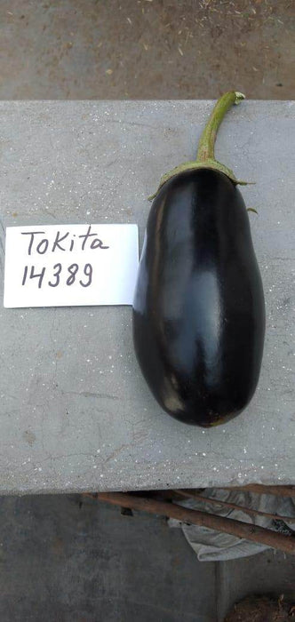 KUBER F1 Hybrid Seedless Brinjal (Tokita Seeds) - Farmers Stop