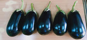 KUBER F1 Hybrid Seedless Brinjal (Tokita Seeds) - Farmers Stop