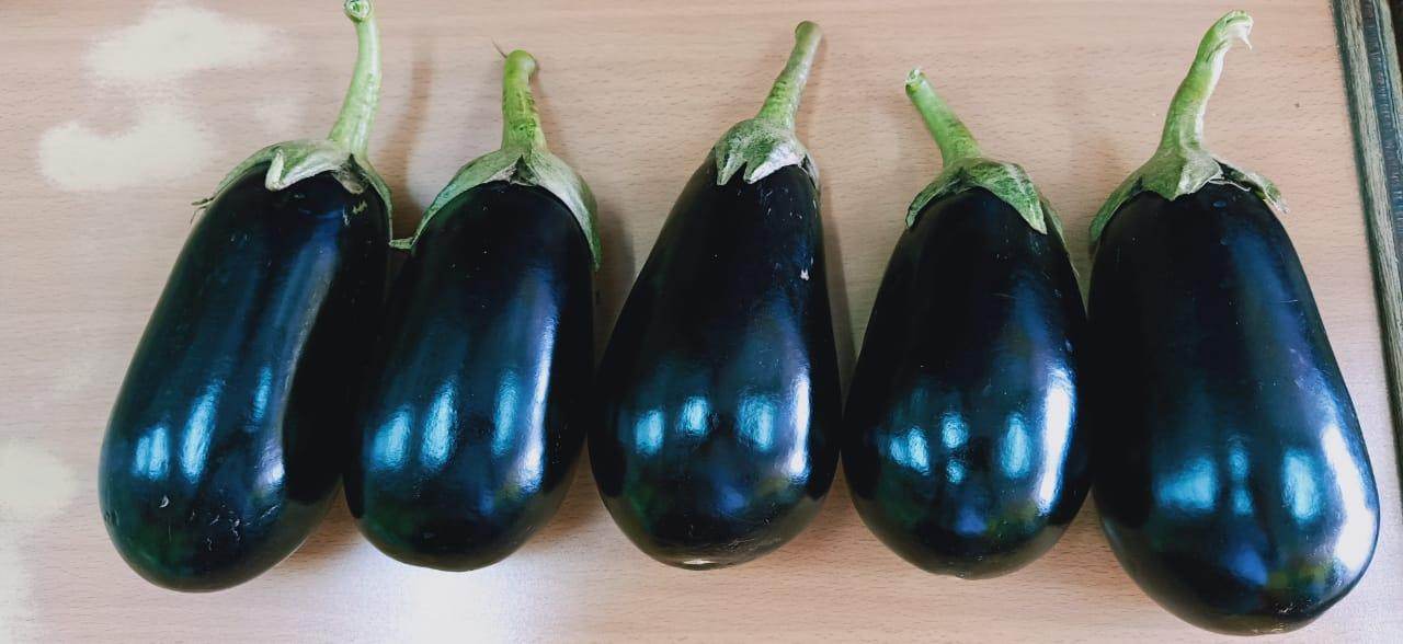 KUBER F1 Hybrid Seedless Brinjal (Tokita Seeds) - Farmers Stop