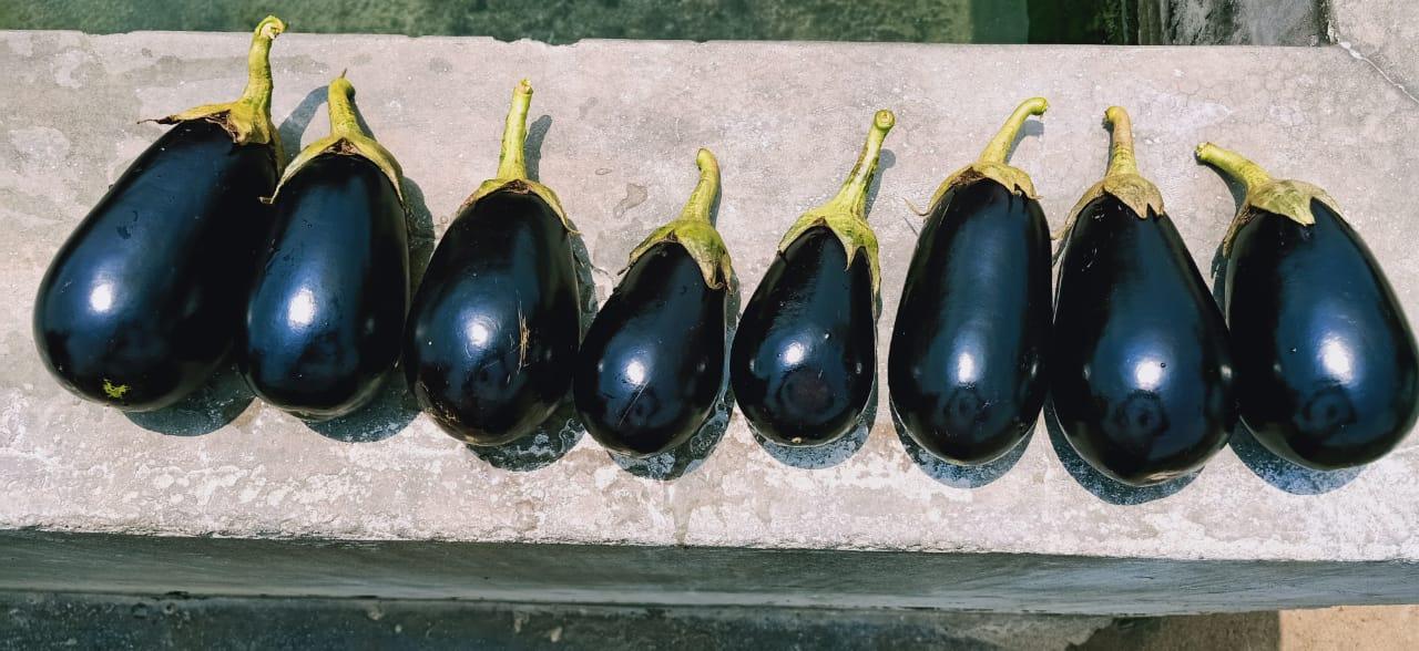 KUBER F1 Hybrid Seedless Brinjal (Tokita Seeds) - Farmers Stop