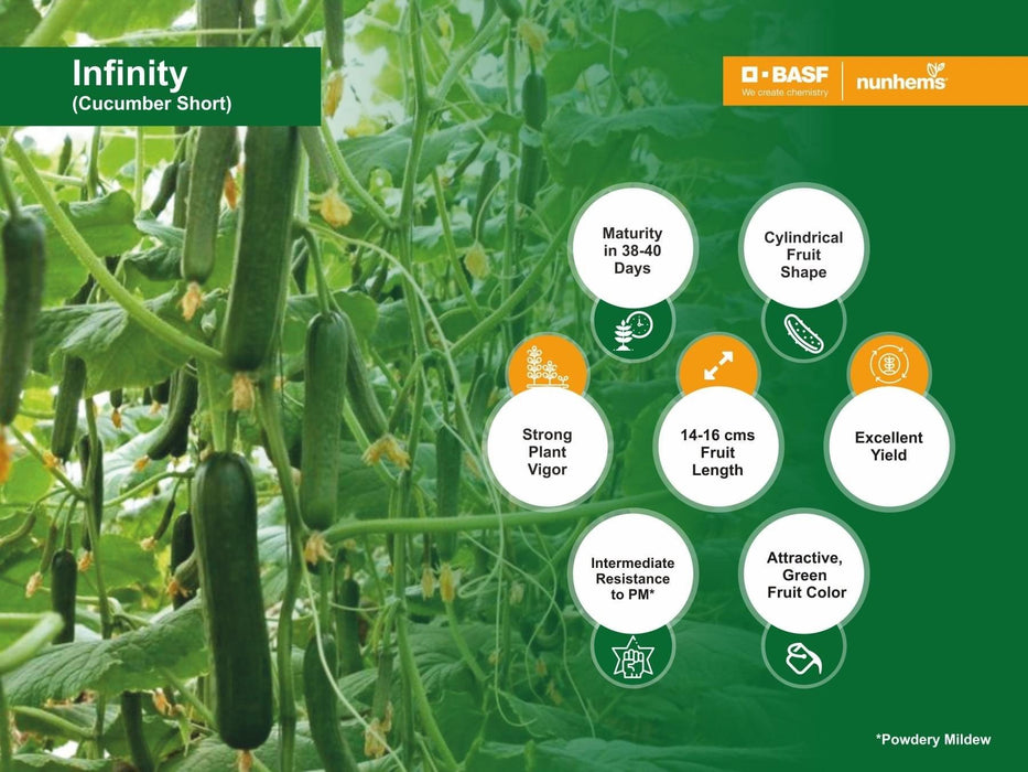 Infinity F1 Hybrid Cucumber for Polyhouse Cucumber (Nunhems) - Farmers Stop
