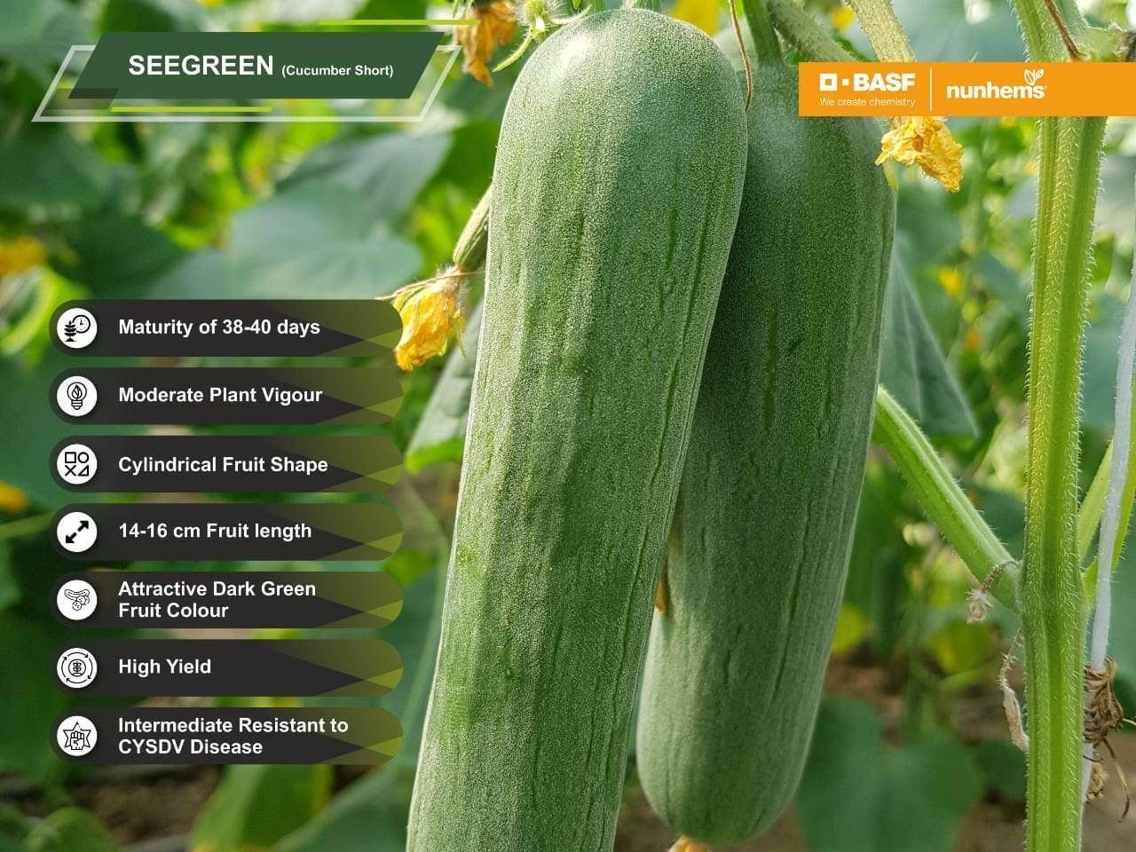SEEGREEN/सीग्रीन F1 Hybrid Polyhouse Cucumber (Nunhems) - Farmers Stop