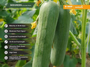 SEEGREEN/सीग्रीन F1 Hybrid Polyhouse Cucumber (Nunhems) - Farmers Stop