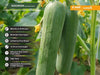 SEEGREEN/सीग्रीन F1 Hybrid Polyhouse Cucumber (Nunhems) - Farmers Stop