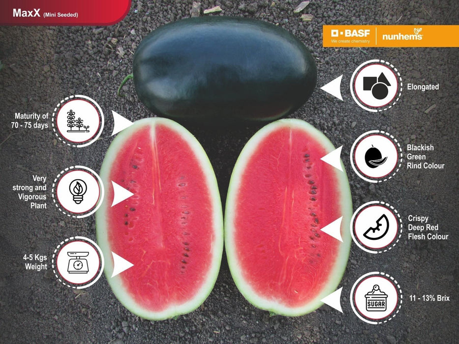 Maxx/मैक्स F1 Hybrid Watermelon (Nunhems) - Farmers Stop