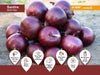 Santire/सैनटायर F1 Hybrid Onion (Nunhems) - Farmers Stop
