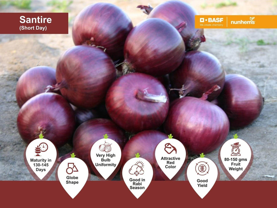 Santire/सैनटायर F1 Hybrid Onion (Nunhems) - Farmers Stop
