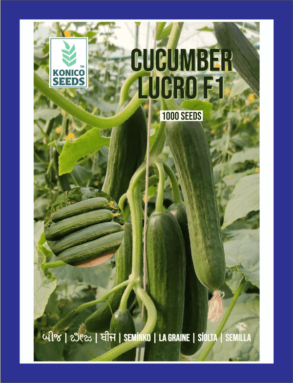 Lucro F1 Hybrid Cucumber for Indoor/Polyhouse (Konico Seed's) - Farmers Stop