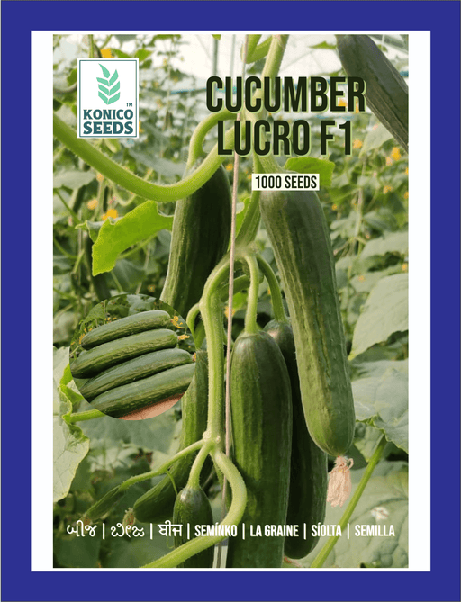 Lucro F1 Hybrid Cucumber for Indoor/Polyhouse (Konico Seed's) - Farmers Stop