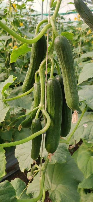 Lucro F1 Hybrid Cucumber for Indoor/Polyhouse (Konico Seed's) - Farmers Stop