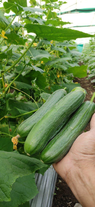 Lucro F1 Hybrid Cucumber for Indoor/Polyhouse (Konico Seed's) - Farmers Stop