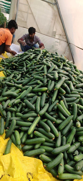 Lucro F1 Hybrid Cucumber for Indoor/Polyhouse (Konico Seed's) - Farmers Stop