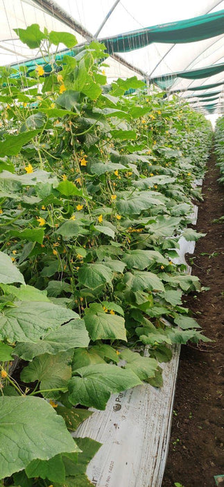Lucro F1 Hybrid Cucumber for Indoor/Polyhouse (Konico Seed's) - Farmers Stop