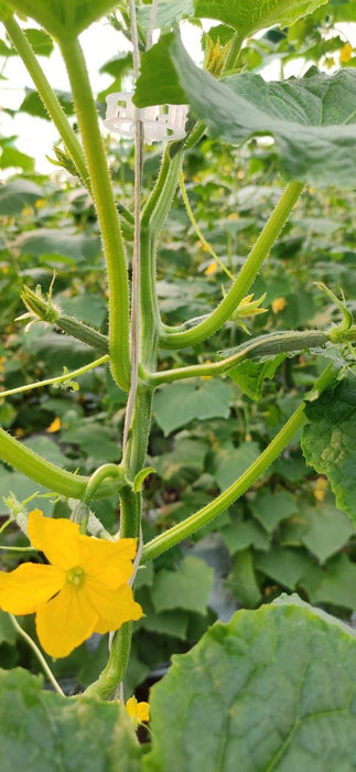 Lucro F1 Hybrid Cucumber for Indoor/Polyhouse (Konico Seed's) - Farmers Stop