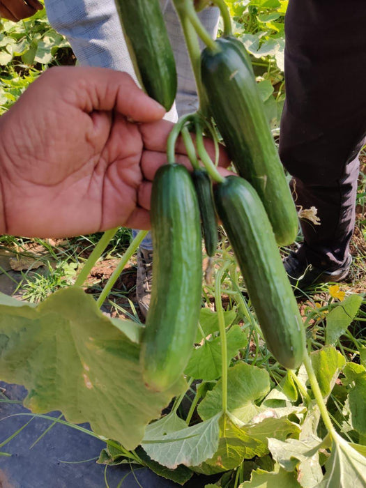 Lucro F1 Hybrid Cucumber for Indoor/Polyhouse (Konico Seed's) - Farmers Stop