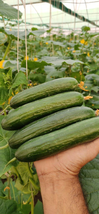 Lucro F1 Hybrid Cucumber for Indoor/Polyhouse (Konico Seed's) - Farmers Stop