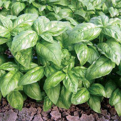 Dolly Basil Seeds (Enza Zaden) - Farmers Stop