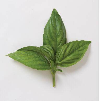 Dolly Basil Seeds (Enza Zaden) - Farmers Stop