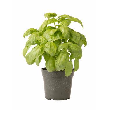 Dolly Basil Seeds (Enza Zaden) - Farmers Stop
