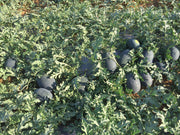 Bheemraja/भीमराजा F1 Hybrid IceBox Watermelon (Konico Seeds) - Farmers Stop