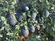Bheemraja/भीमराजा F1 Hybrid IceBox Watermelon (Konico Seeds) - Farmers Stop