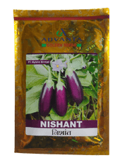 Nishant F1 Hybrid Brinjal (Golden Seeds/Advanta) - Farmers Stop