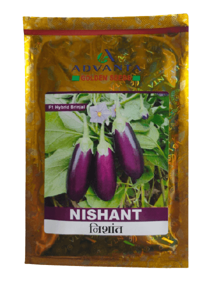 Nishant F1 Hybrid Brinjal (Golden Seeds/Advanta) - Farmers Stop