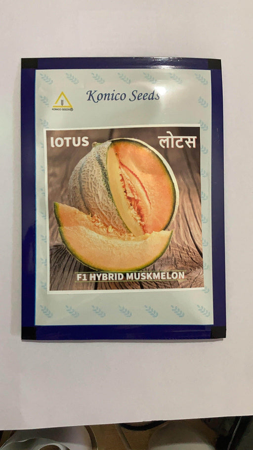 Lotus/लोटस F1 Hybrid Muskmelon (Konico Seeds) - Farmers Stop