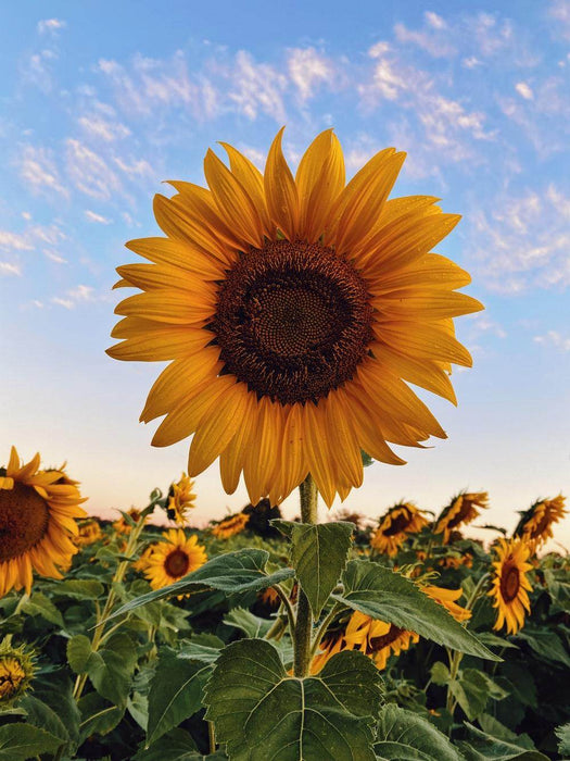 Sunflower Tall Hybrid Quality Seeds - Farmers Stop