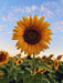 Sunflower Tall Hybrid Quality Seeds - Farmers Stop