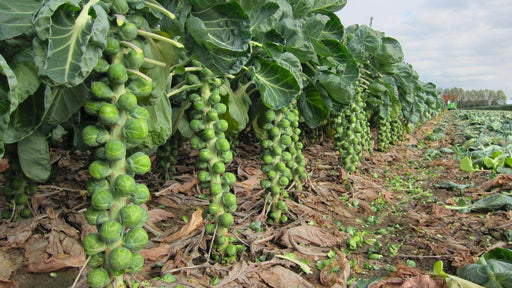Speedia F1 Brussels Sprouts (Bejo) - Farmers Stop
