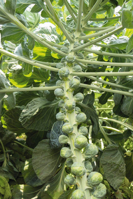 Speedia F1 Brussels Sprouts (Bejo) - Farmers Stop