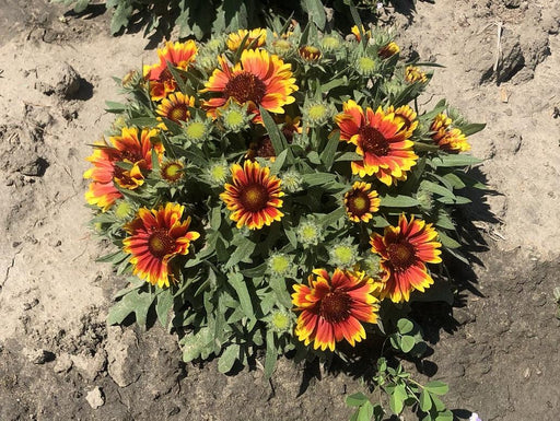 Gaillardia aristata Mix - Farmers Stop