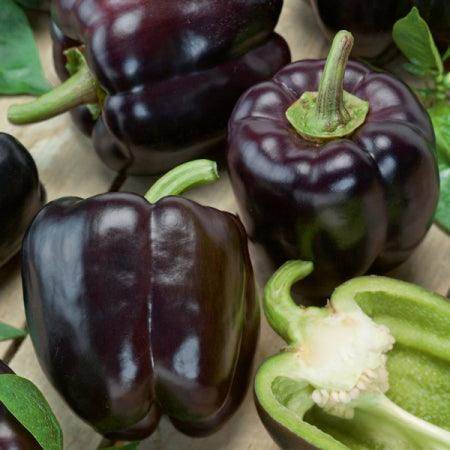Capsicum Purple Bell (Garden Festival) - Farmers Stop
