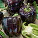 Capsicum Purple Bell  (Garden Festival) - Farmers Stop