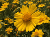 Coreopsis Dwarf Mayfield - Farmers Stop