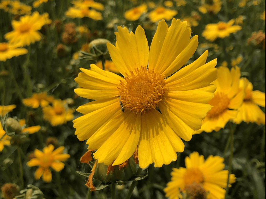 Coreopsis Dwarf Mayfield - Farmers Stop