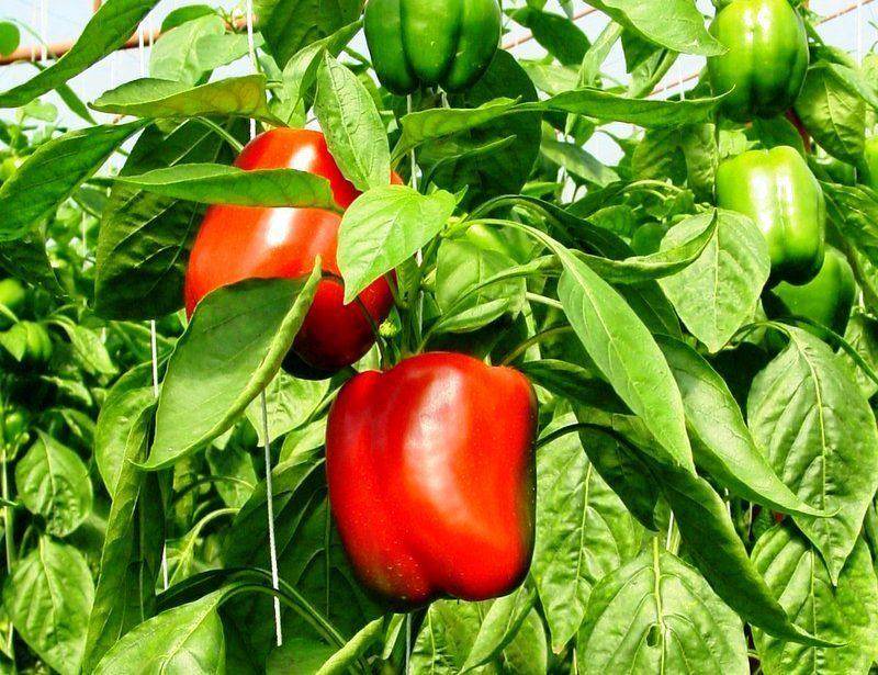 Capsicum Red Queen (Garden Festival) - Farmers Stop