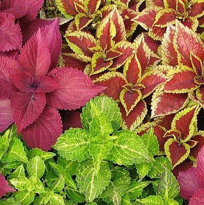 Coleus blumei Rainbow Mix - Farmers Stop