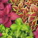Coleus blumei Rainbow Mix - Farmers Stop