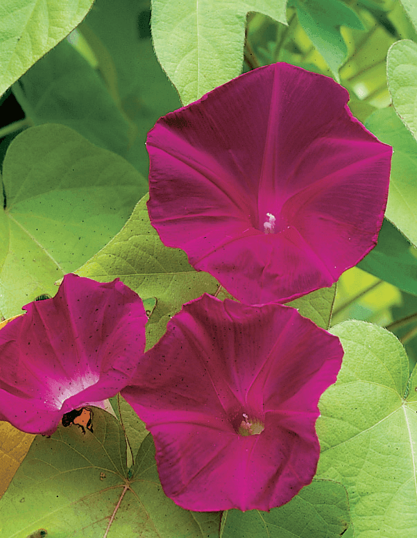 Ipomoea Scarlett O’hara (Morning Glory) Seeds (AsiaPacific Seeds, New Zealand) - Farmers Stop