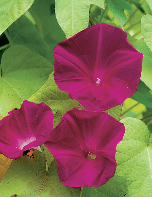 Ipomoea Scarlett O’hara (Morning Glory) Seeds (AsiaPacific Seeds, New Zealand) - Farmers Stop