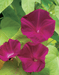 Ipomoea Scarlett O’hara (Morning Glory) Seeds (AsiaPacific Seeds, New Zealand) - Farmers Stop