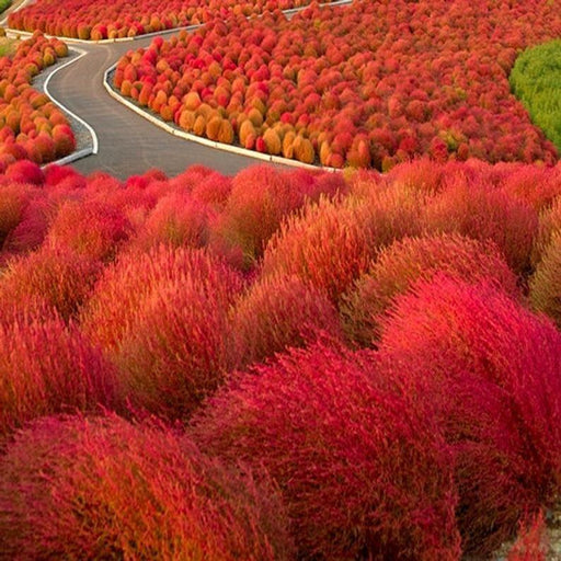 Kochia Burning Bush Seeds (Garden Festival) - Farmers Stop