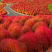 Kochia Burning Bush Seeds (Garden Festival) - Farmers Stop