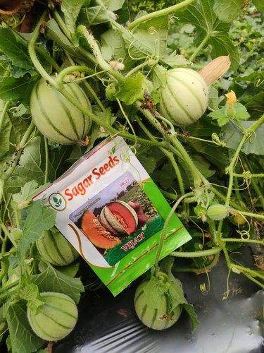Vijay F1 Hybrid Muskmelon (Sagar Seeds - Farmers Stop