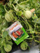 Vijay F1 Hybrid Muskmelon (Sagar Seeds - Farmers Stop